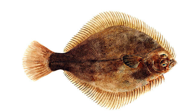 seafood flounder
